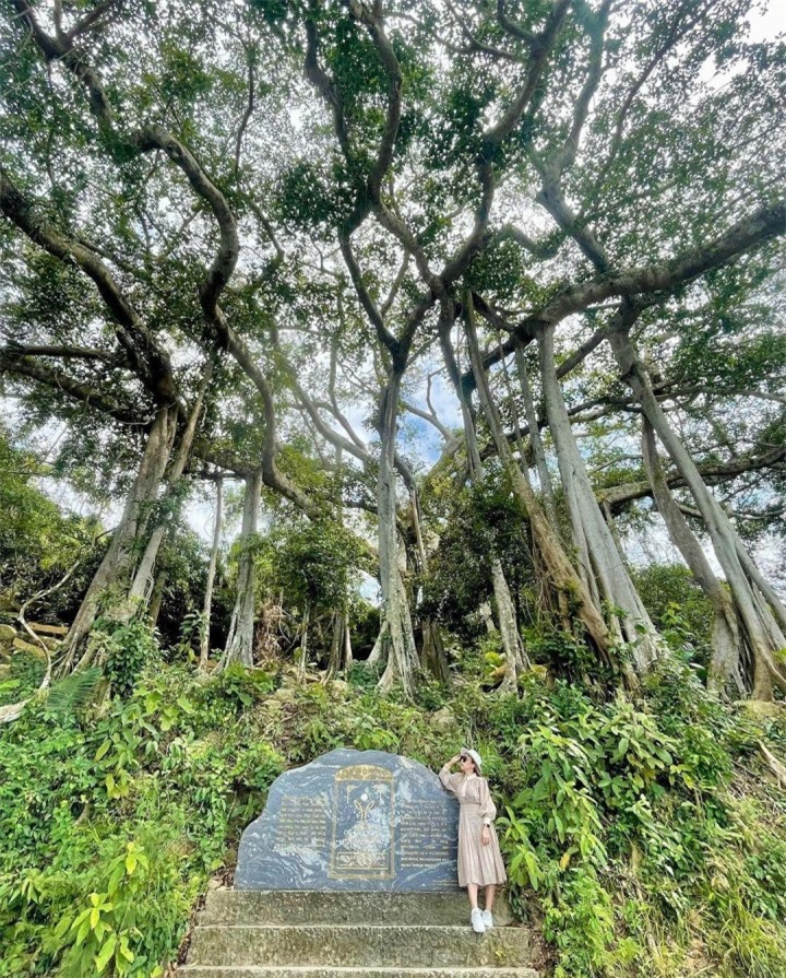 Choáng trước vẻ đồ sộ và kỳ vĩ của cây đa ngàn năm ẩn mình giữa bán đảo Sơn Trà - 11