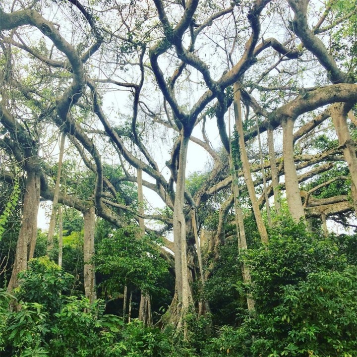 Choáng trước vẻ đồ sộ và kỳ vĩ của cây đa ngàn năm ẩn mình giữa bán đảo Sơn Trà - 3
