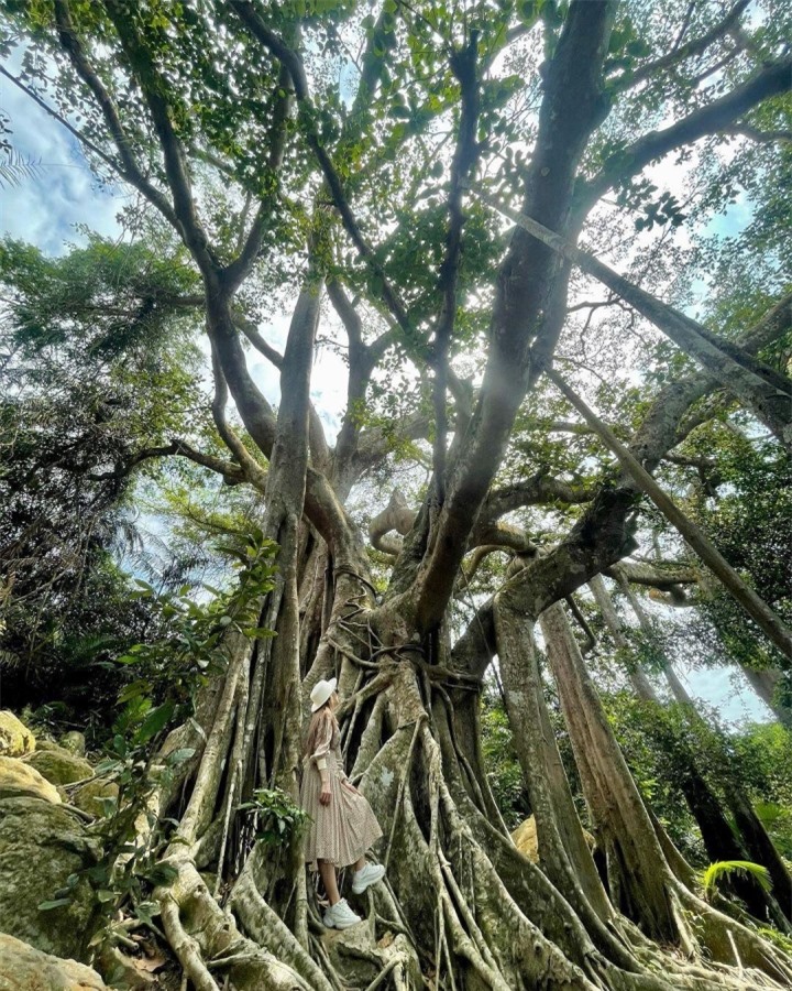 Choáng trước vẻ đồ sộ và kỳ vĩ của cây đa ngàn năm ẩn mình giữa bán đảo Sơn Trà - 4
