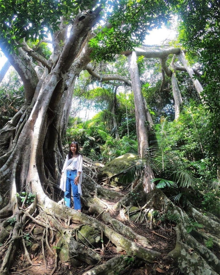 Choáng trước vẻ đồ sộ và kỳ vĩ của cây đa ngàn năm ẩn mình giữa bán đảo Sơn Trà - 9