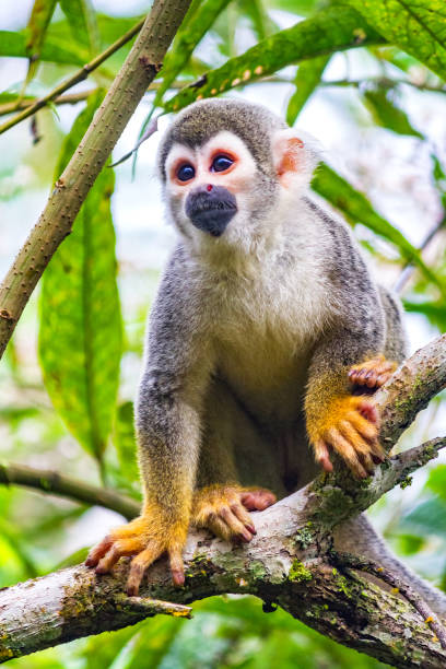 ecuadorian squirrel monkey - squirrel monkey stock pictures, royalty-free photos & images