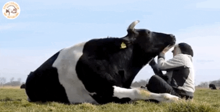 Image result for cow gif