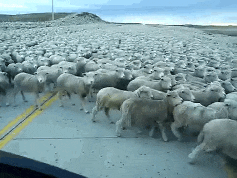 Image result for sheep gif"