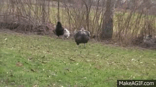 Image result for a running turkey. GIF