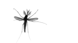 Image result for mosquito FLYING gif