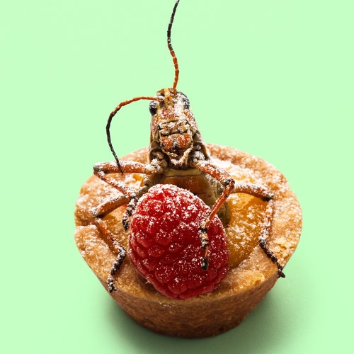 A bug perched on a fruit tart