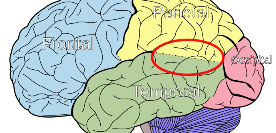 Les zones du cerveau