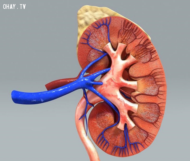 5. Thận:,cơ thể con người,sự thật thú vị