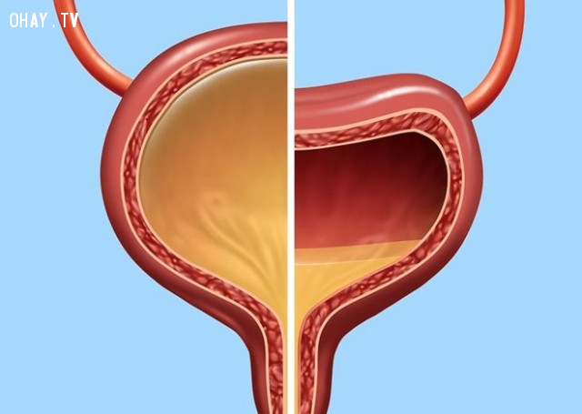 7. Bàng quang:,cơ thể con người,sự thật thú vị