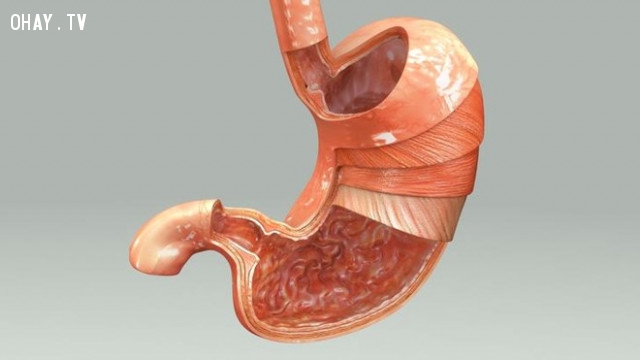9. Dạ dày:,cơ thể con người,sự thật thú vị