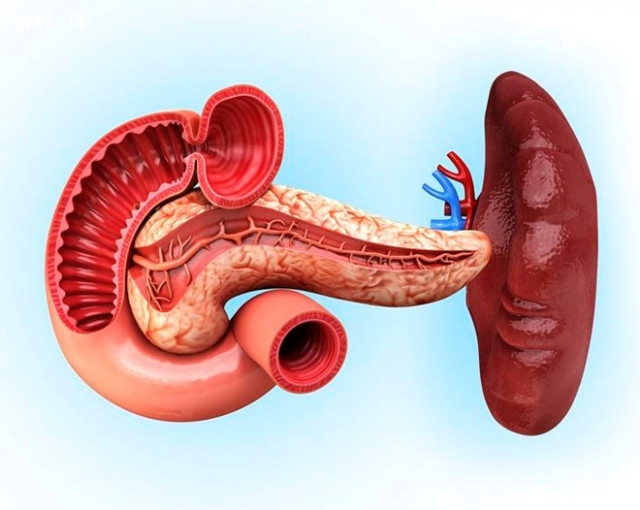10. Tuyến tụy:,cơ thể con người,sự thật thú vị