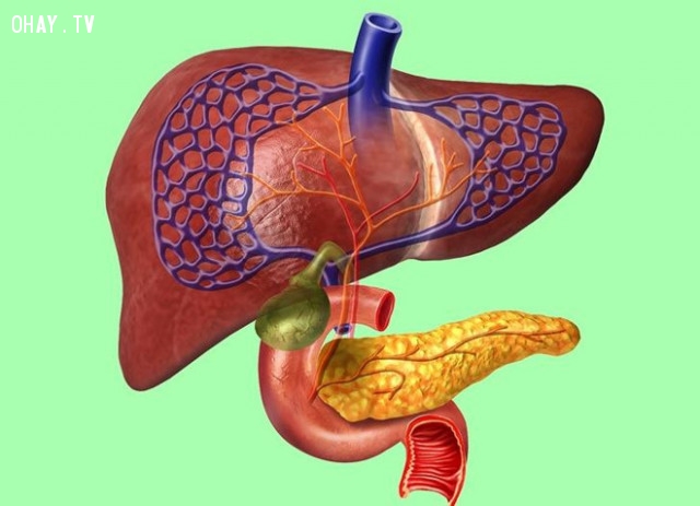 3. Gan:,cơ thể con người,sự thật thú vị