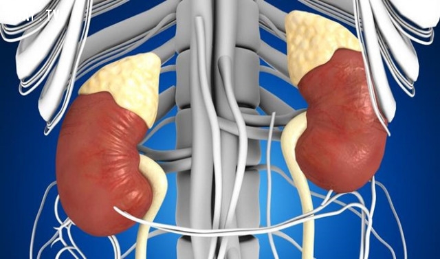 6. Tuyến thượng thận:,cơ thể con người,sự thật thú vị