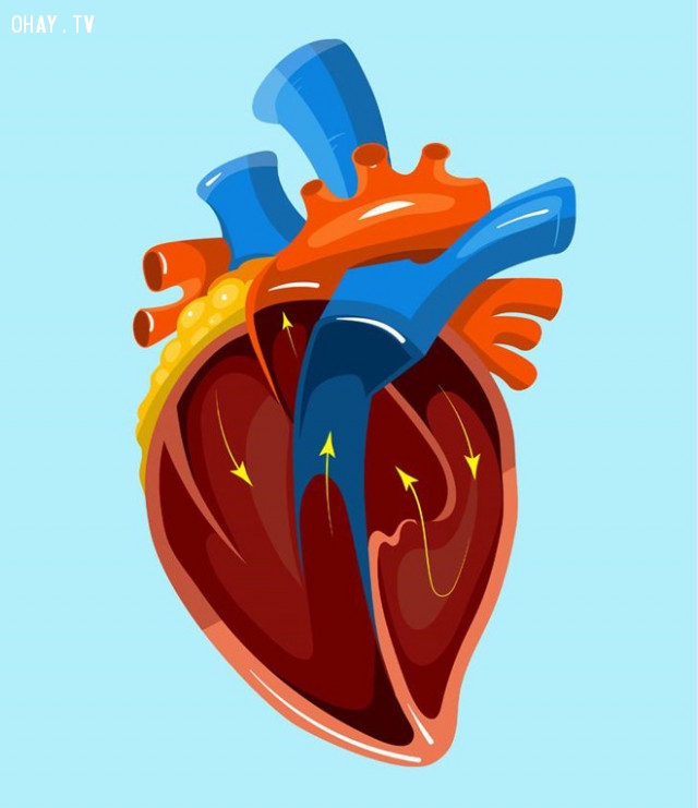 2. Trái tim:,cơ thể con người,sự thật thú vị