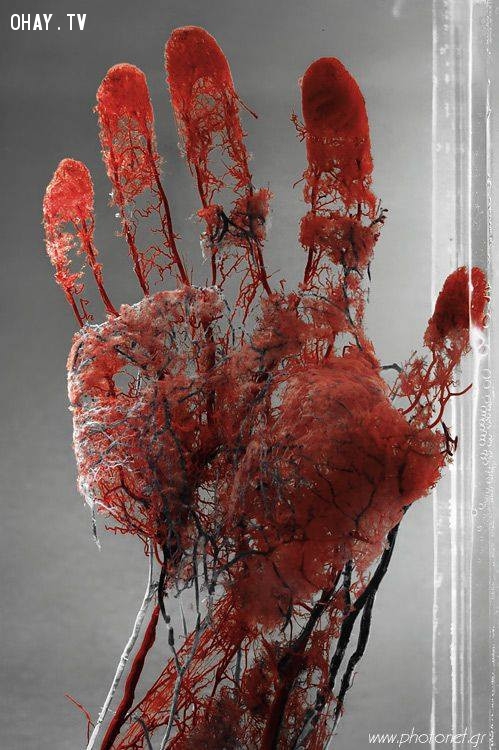 Mạch máu trong lòng tay,cơ thể con người