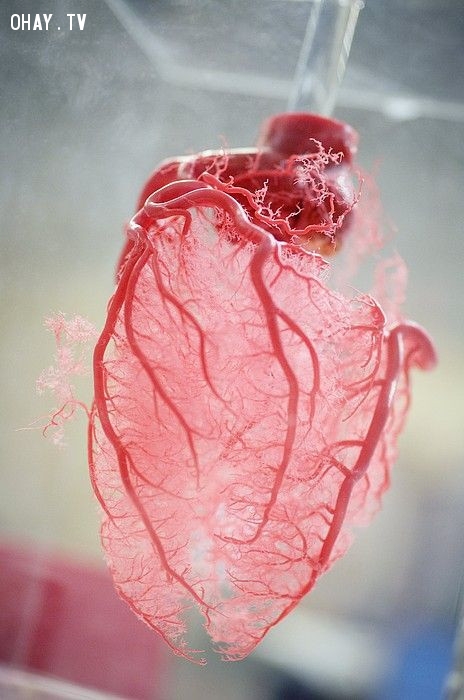 Mạng lưới mạch máu cung cấp chất dinh dưỡng và oxy cho cơ tim,cơ thể con người