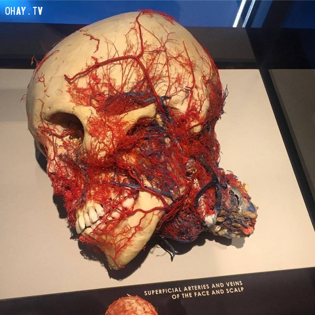 Mô hình giải phẫu làm nổi bật các động mạch và tĩnh mạch mặt và da đầu,cơ thể con người