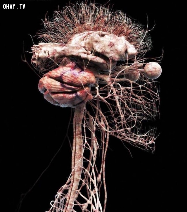 Hệ thống thần kinh ở dạng chi tiết,cơ thể con người
