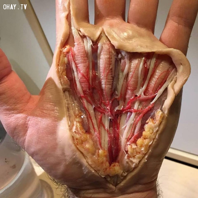 Mô hình giải phẫu của tay,cơ thể con người