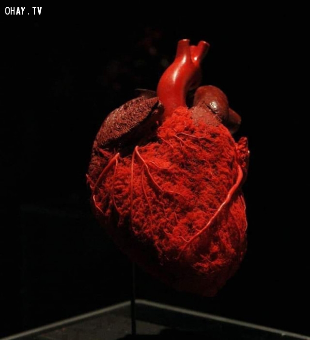Hệ thống truyền máu của cơ tim,cơ thể con người