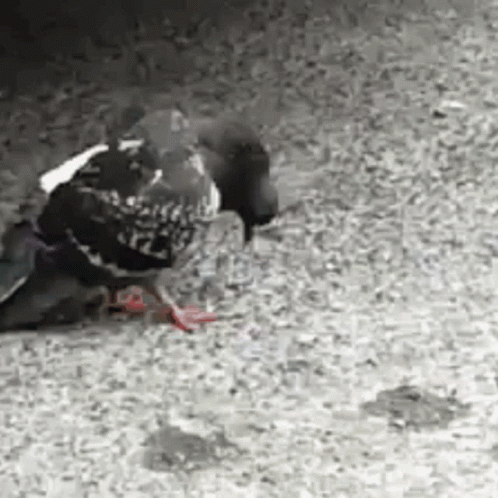 Pigeon Sad GIF Pigeon Sad GIF