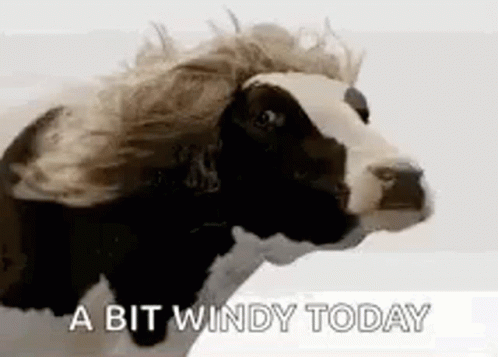 Lol Windy Day GIF