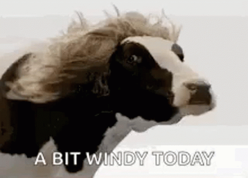 Lol Windy Day GIF Lol Windy Day GIF