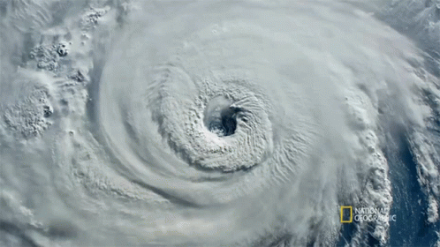 Hurricane Seagrass And The Ecosystem GIF Hurricane Seagrass And The Ecosystem GIF