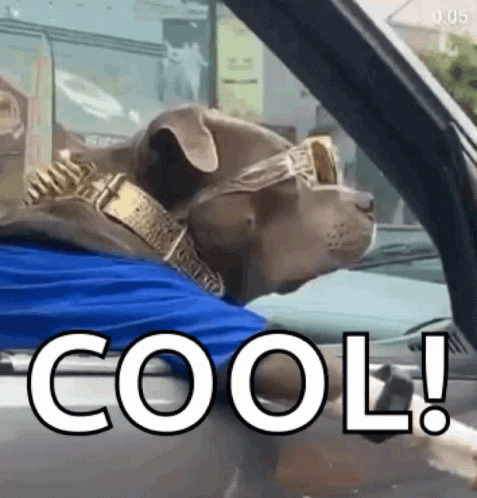 What Dog GIF What Dog GIF