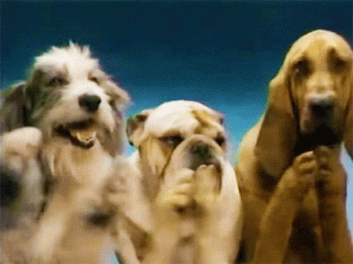 Dogs Puppy GIF Dogs Puppy GIF
