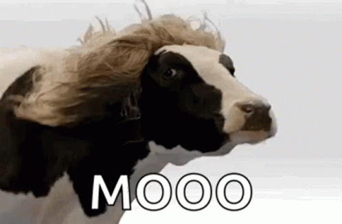 Cow Wig GIF Cow Wig GIF