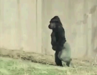 Funny Animals Walking GIF Funny Animals Walking GIF