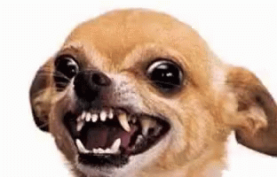 Perro Ladrando GIF Perro Ladrando GIF