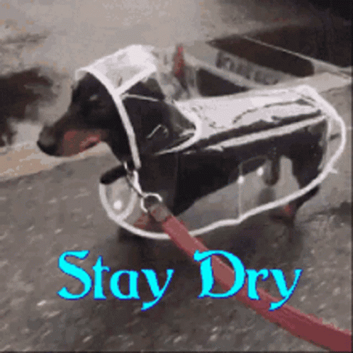 I Love When It Rains GIF I Love When It Rains GIF