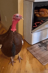 Turkey Turkey Looking At Friend GIF Turkey Turkey Looking At Friend GIF