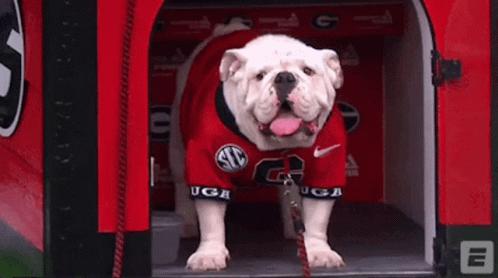 Georgia Bulldogs Bulldogs GIF Georgia Bulldogs Bulldogs GIF