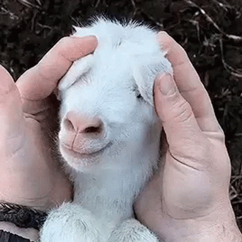 Peek ABoo Cute GIF Peek ABoo Cute GIF