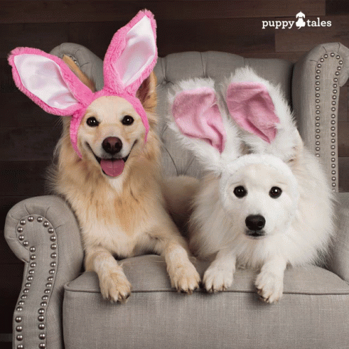 Puppytalesphotos Photography GIF Puppytalesphotos Photography GIF