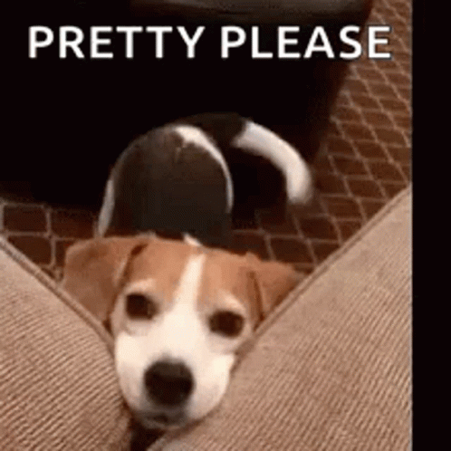 Happy Pretty Please GIF Happy Pretty Please GIF