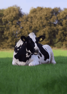Image result for cow gif
