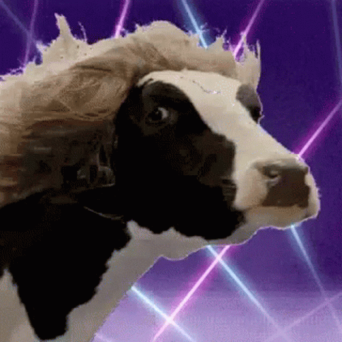 Disco Cow GIF Disco Cow GIF