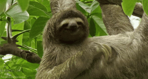 Sloth Animal GIF Sloth Animal GIF