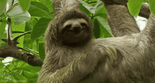 Sloth Animal GIF