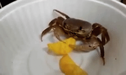 Crab Chips GIF Crab Chips GIF