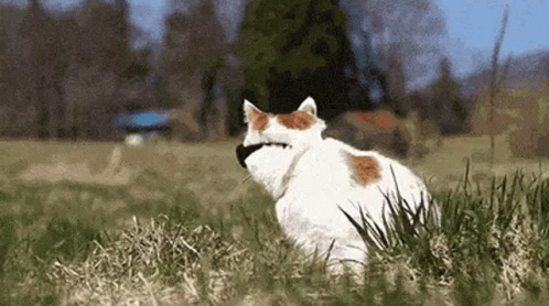 Cool Cat GIF Cool Cat GIF