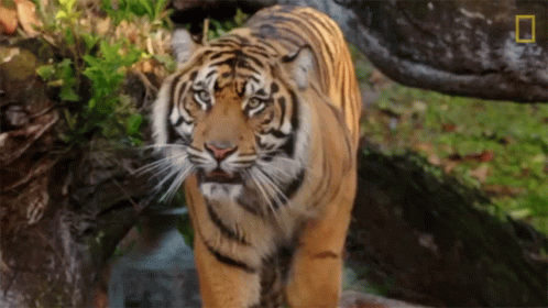 Shake Off The Water Keeping ASumatran Tiger Healthy GIF