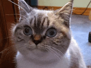 Funny Cat GIF Funny Cat GIF