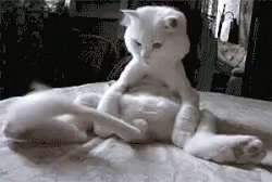 Cats Funny Animals GIF Cats Funny Animals GIF