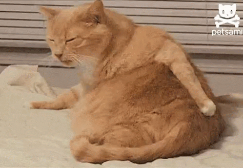 Cat Scratch GIF Cat Scratch GIF