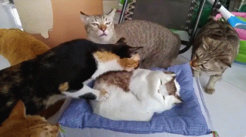 Derps Cats GIF